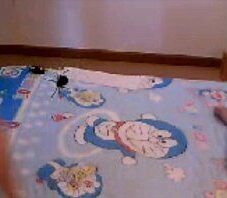คลิปหลุด Thai girl hana สุทธินันท์ อนุภาพประเสริฐ camfrog ID P!po lesbian 3some V2