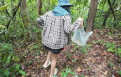 สาวไทยเดินคุยเล่นเก็บเห็ดในป่า แอบโชว์ในป่าลึก เสียงไทยชัด